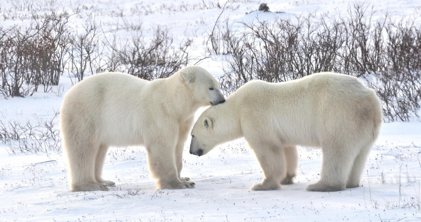 Two polar beats nuzzling in a snowy landscape