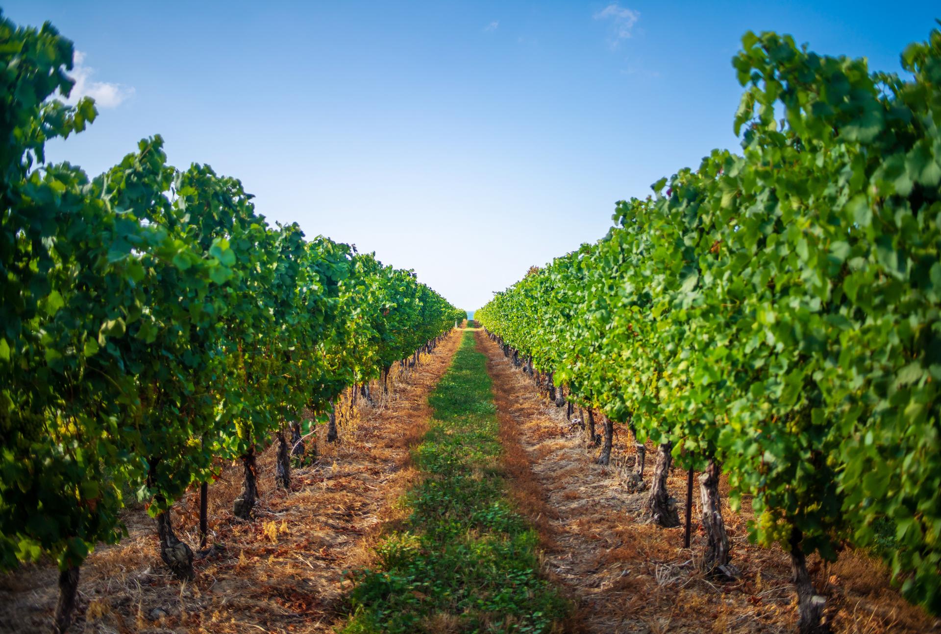 A walking path along tall grape plants in a vineyard