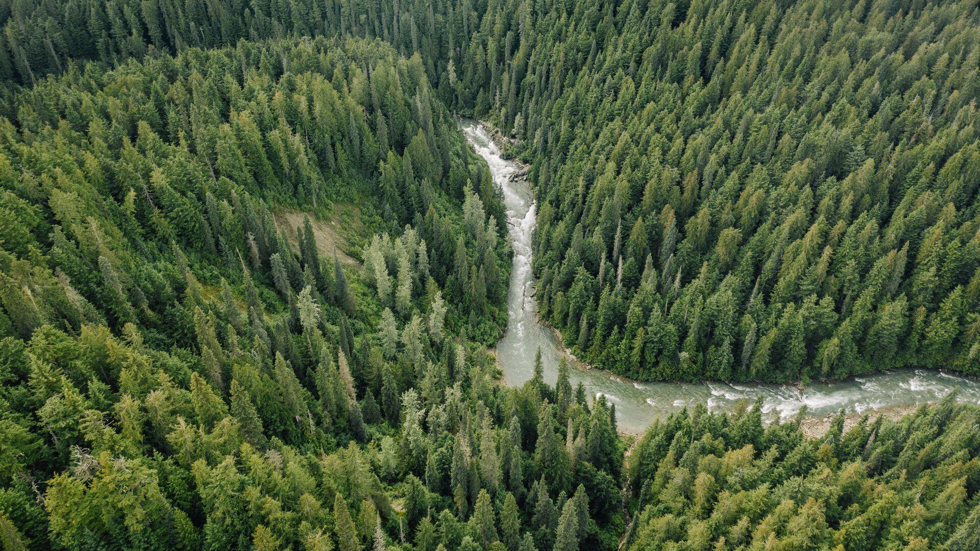 An aerial view of a lush forest with river cutting through.