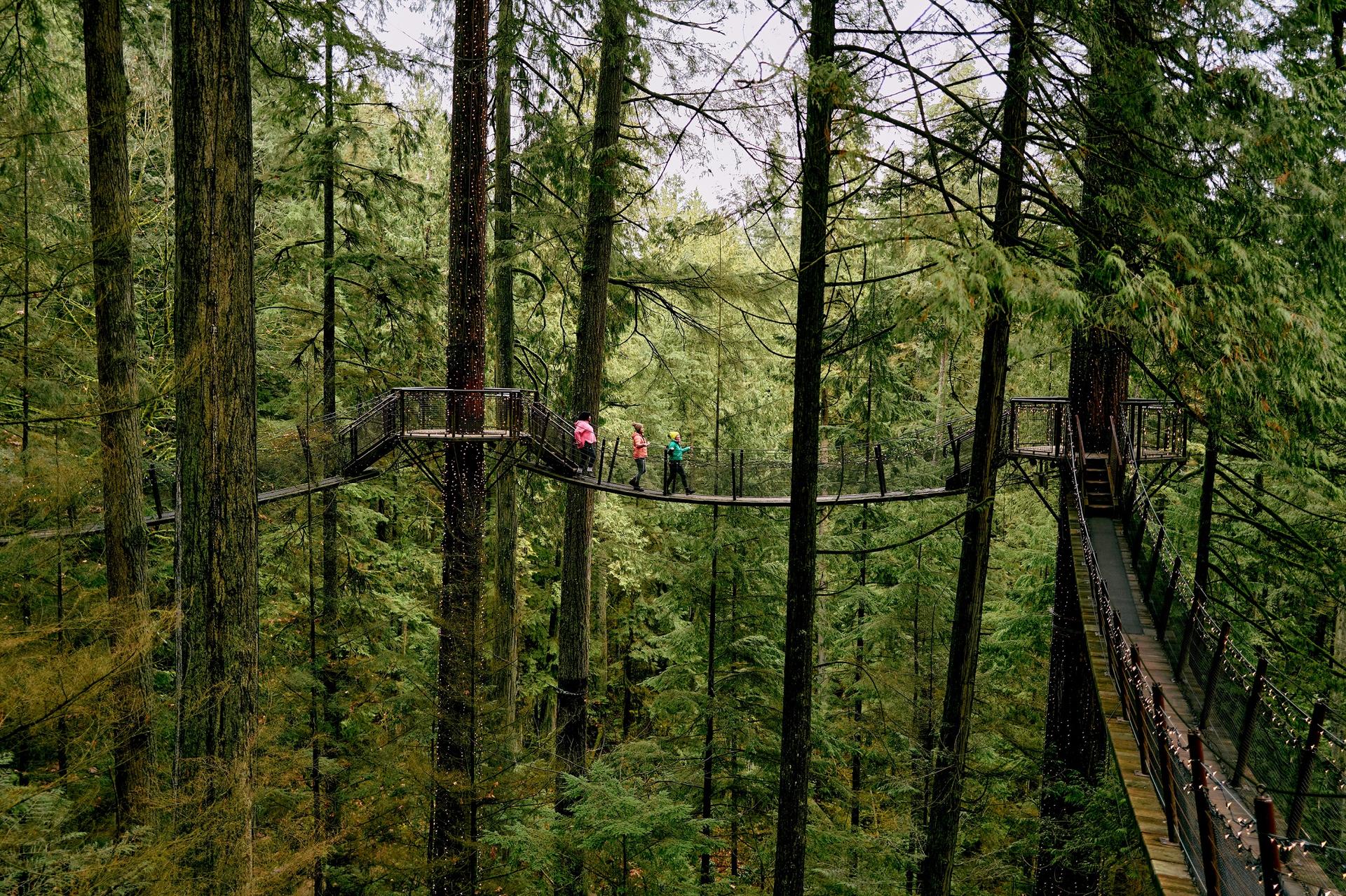 People walk across an elevated suspension bridge between platforms high in a dense evergreen forest