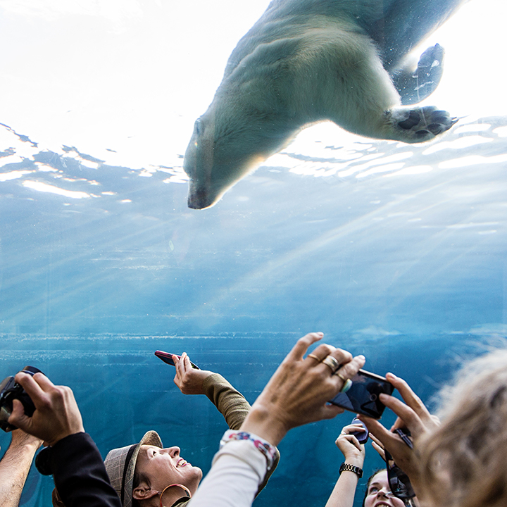 people taking photos of polar bear in aquarium