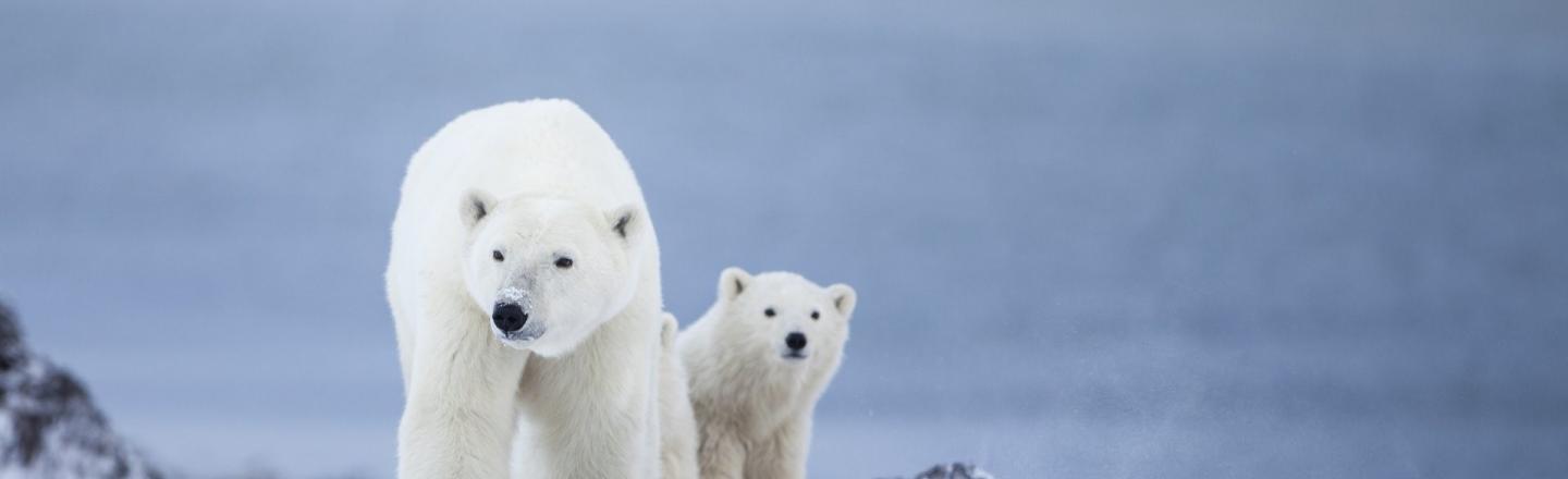 white polar bears in the arctic 